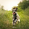 dog, running, grass, outdoor, nature, happy, tongue_out, ears_floppy, path, greenery, animal, canine, motion, daylight, focus, fur, energy, playful, field, pet