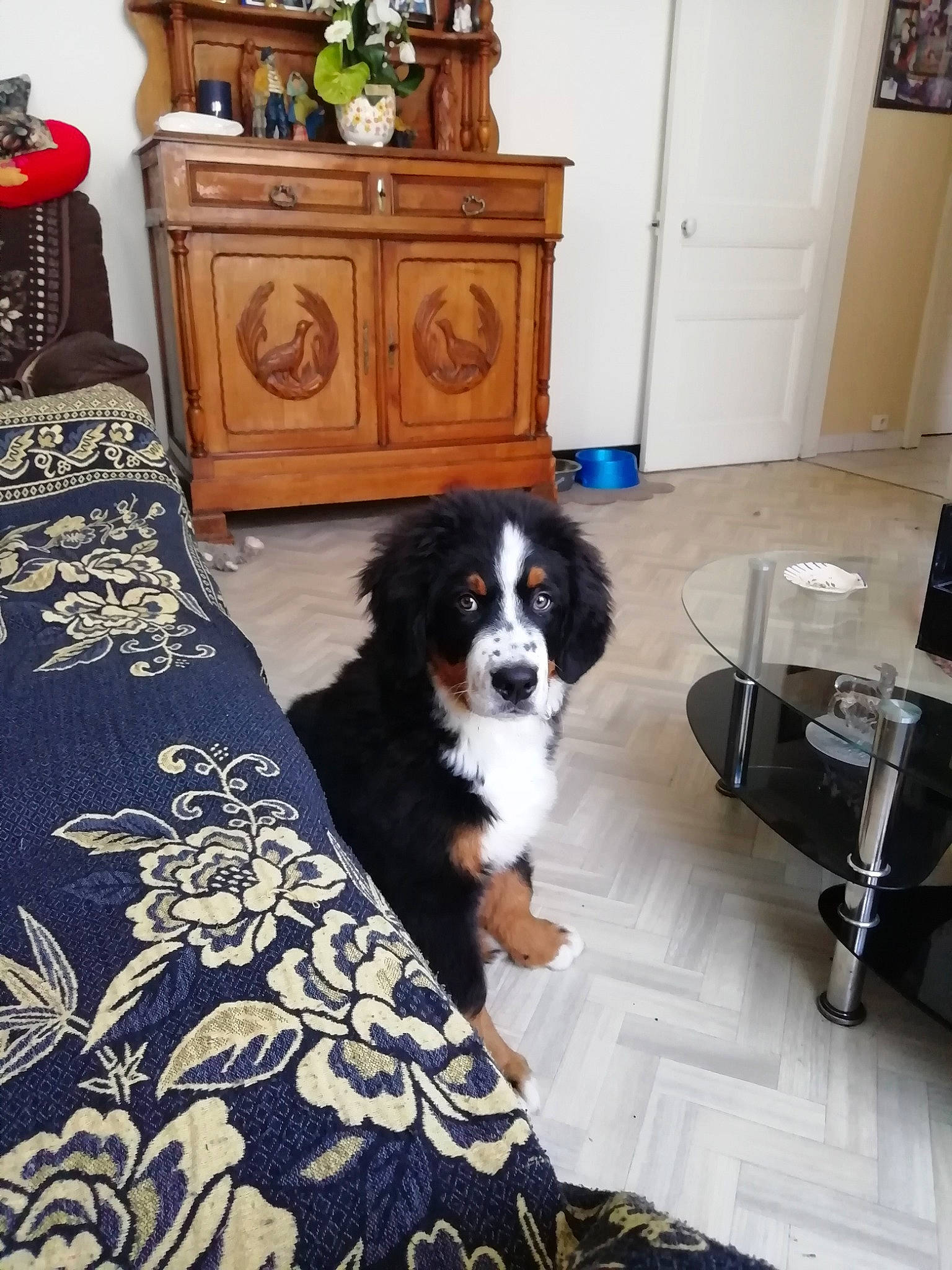 Rocky participe au concours pour gagner de l'argent avec cette photo : cabinetry, carnivore, chair, chest, comfort, companion_dog, dog, dog_breed, door, drawer, dresser, floor, flooring, fur, hardwood, linens, pattern, room, toy_dog, wood