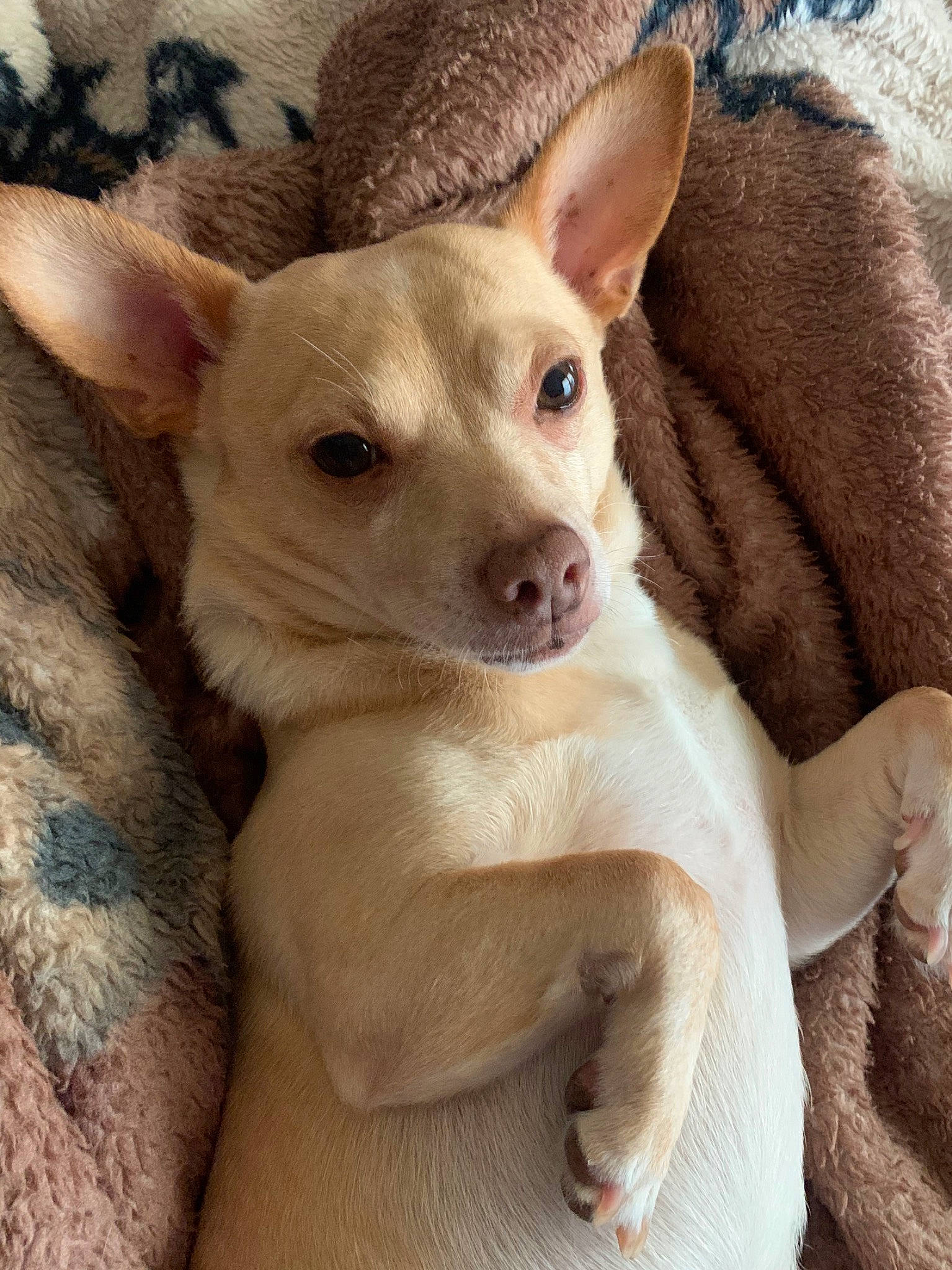 Papi joined the competition — help win amazing prizes! canidae, carnivore, comfort, companion_dog, dog, dog_breed, ear, eye, fawn, fur, head, non_sporting_group, paw, puppy, snout, sporting_group, terrestrial_animal, toy_dog, whiskers, working_animal