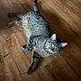animal, calm, cat, cute, domestic_cat, ears, feline, fur, household, indoor, laying_down, mammal, one_animal, pet, relaxed, resting, sleepy, tabby, whiskers, wooden_floor