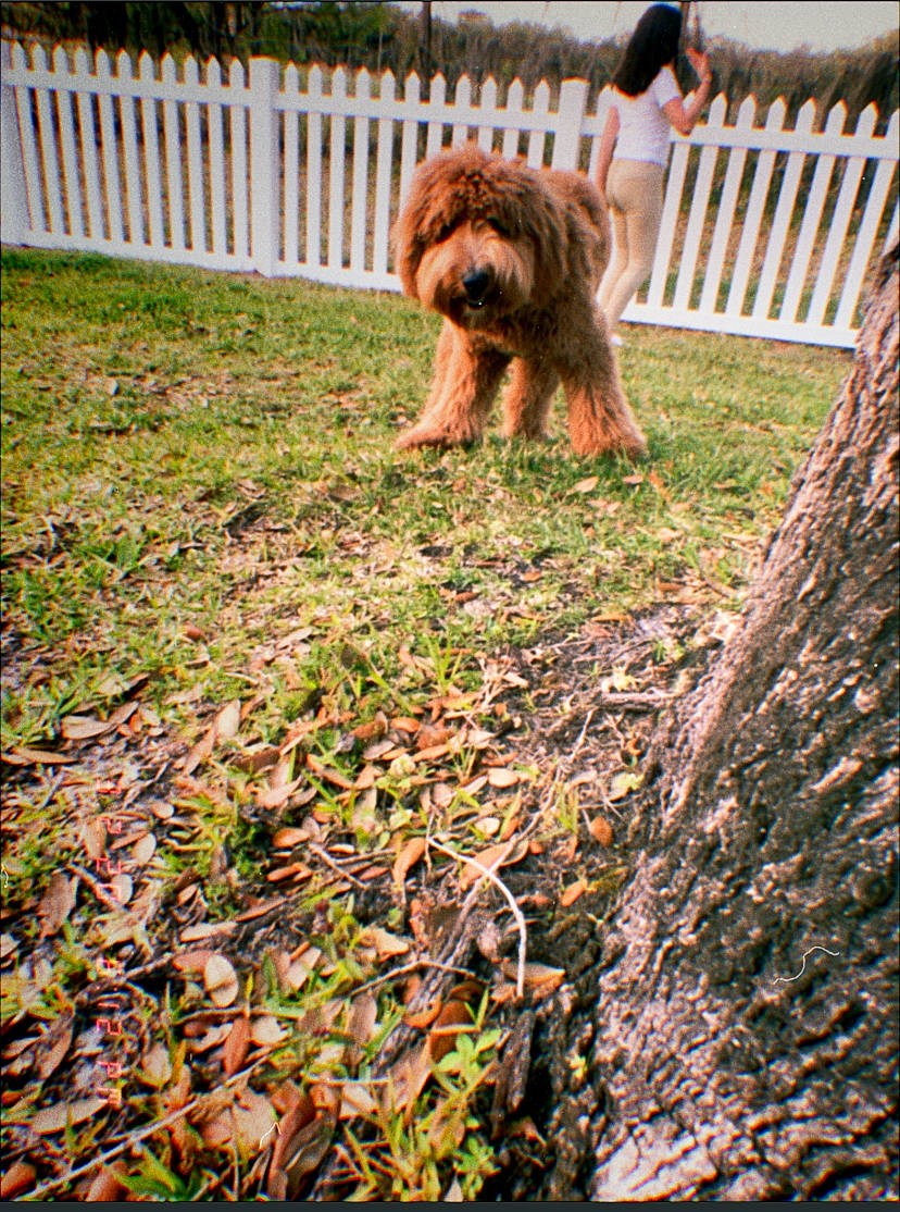 Ginger joined the competition — help win amazing prizes! australian_terrier, briard, canidae, carnivore, companion_dog, dog, dog_breed, grass, mammal, norfolk_terrier, sporting_group, terrier, vertebrate