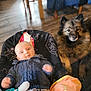 baby, infant, dog, pet, indoor, floor, wooden_floor, cushion, seat, clothing, sweater, toy, animal, fur, cute, portrait, looking, cozy, home, companion