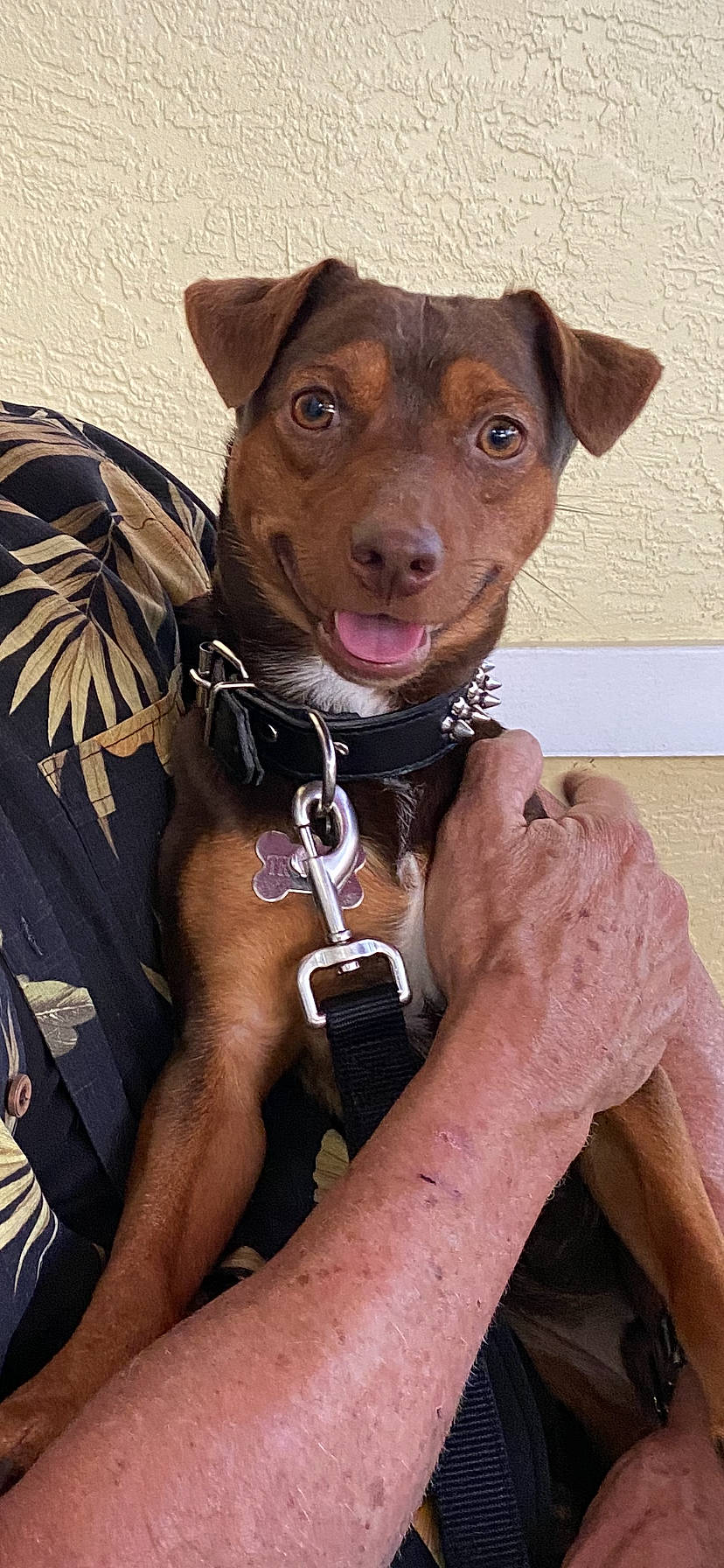 Trooper joined the competition — help win amazing prizes! canidae, carnivore, collar, companion_dog, dog, dog_breed, dog_collar, dog_supply, fashion_accessory, fawn, fur, hat, hunting_dog, leash, liver, snout, sporting_group, whiskers, working_animal, working_dog