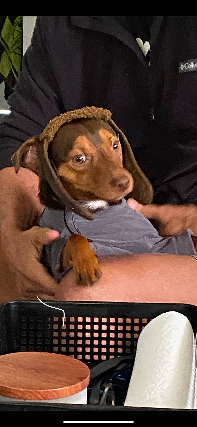 Trooper is registered to the contest to win money with this photo: art, canidae, carnivore, chair, comfort, companion_dog, dog, dog_breed, fawn, fun, fur, hat, horn, liver, sitting, snout, sporting_group, table, terrestrial_animal, working_animal