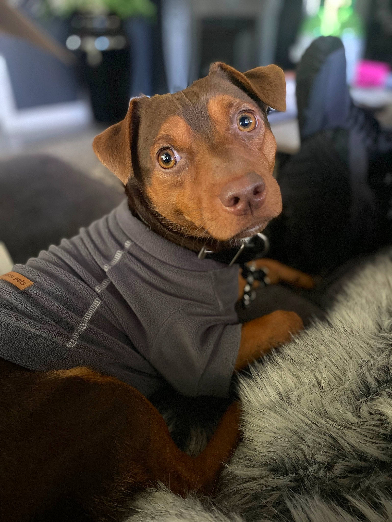 Trooper is registered to the contest to win money with this photo: canidae, carnivore, collar, companion_dog, dog, dog_breed, dog_clothes, dog_collar, ear, fawn, fur, guard_dog, hat, liver, snout, sporting_group, terrestrial_animal, toy_dog, whiskers, working_animal