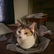 Minnie is registered to the contest to win money with this photo: cat, calico_cat, pet, animal, feline, sitting, indoors, portrait, whiskers, ears, eyes, fur, tricolor, plastic_bag, carpet, furniture, table, curtain, window, home