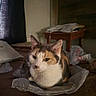 cat, calico_cat, pet, animal, feline, sitting, indoors, portrait, whiskers, ears, eyes, fur, tricolor, plastic_bag, carpet, furniture, table, curtain, window, home