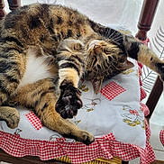 Kiara a rejoint le concours — aidez-le/la à gagner de superbes lots ! cat, tabby, stretching, chair, cushion, indoor, pet, feline, relaxed, sleepy, fur, whiskers, paws, wooden_chair, patterned_fabric, cozy, domestic, animal, resting, cute