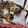 cat, tabby, stretching, chair, cushion, indoor, pet, feline, relaxed, sleepy, fur, whiskers, paws, wooden_chair, patterned_fabric, cozy, domestic, animal, resting, cute