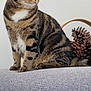 Kiara participe au concours pour gagner de l'argent avec cette photo : cat, tabby_cat, sitting, couch, gray_couch, pinecones, basket, indoor, pet, animal, feline, whiskers, ears, fur, yellow_eyes, looking_away, resting, domestic_cat, texture, minimalist