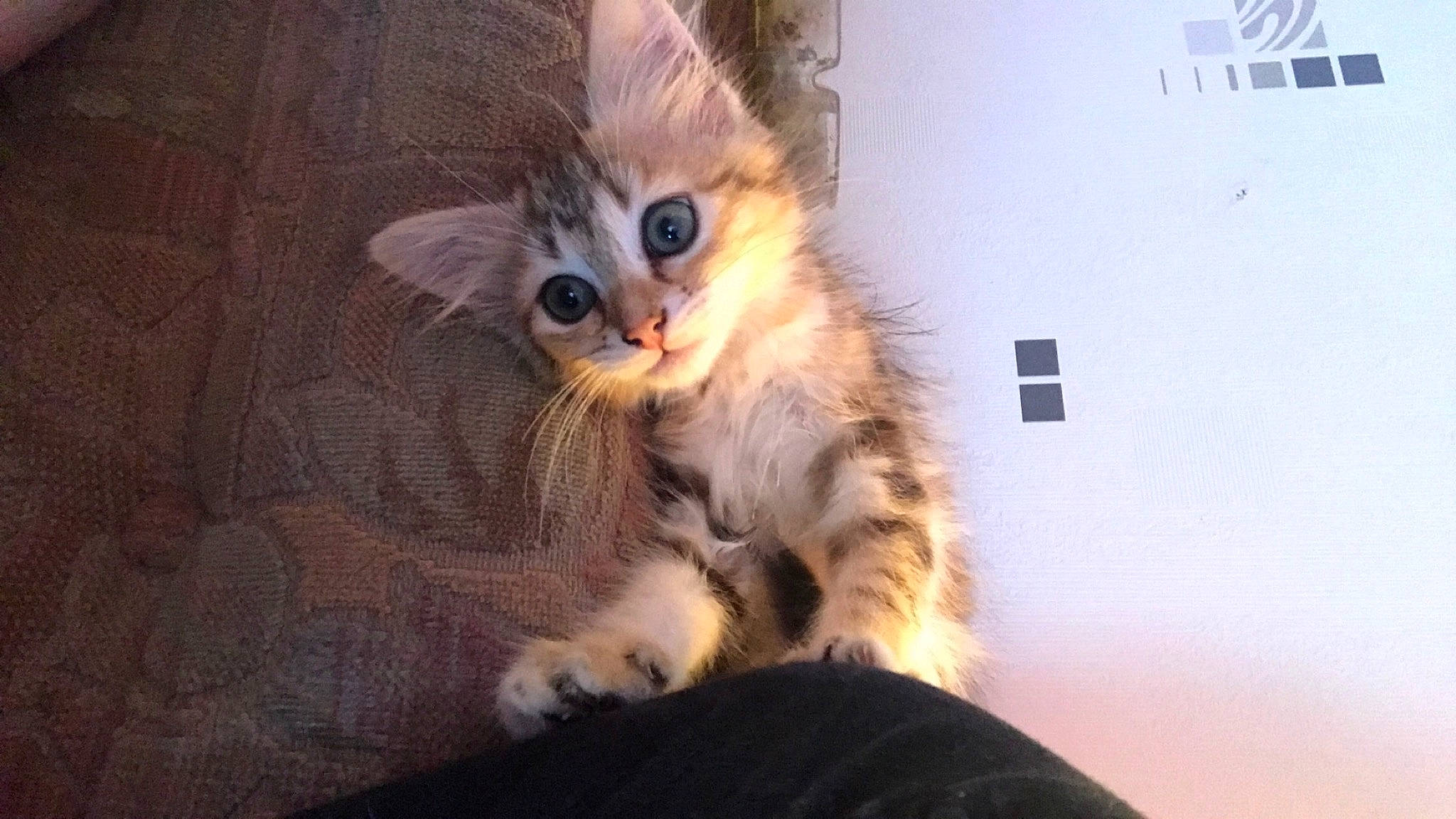 Pookie a rejoint le concours — aidez-le/la à gagner de superbes lots ! american_curl, carnivore, cat, european_shorthair, fawn, felidae, fur, kitten, maine_coon, mammal, siberian, small_to_medium_sized_cats, tabby_cat, vertebrate, whiskers