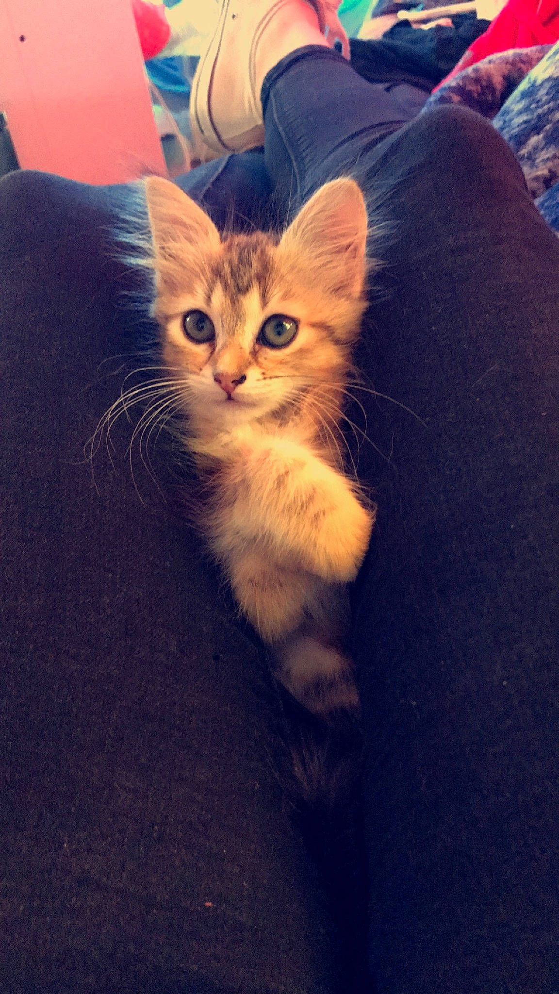 Pookie a rejoint le concours — aidez-le/la à gagner de superbes lots ! aegean_cat, american_wirehair, asian, carnivore, cat, cymric, domestic_short_haired_cat, european_shorthair, fawn, felidae, fur, kitten, mammal, polydactyl_cat, small_to_medium_sized_cats, somali, tabby_cat, vertebrate, whiskers