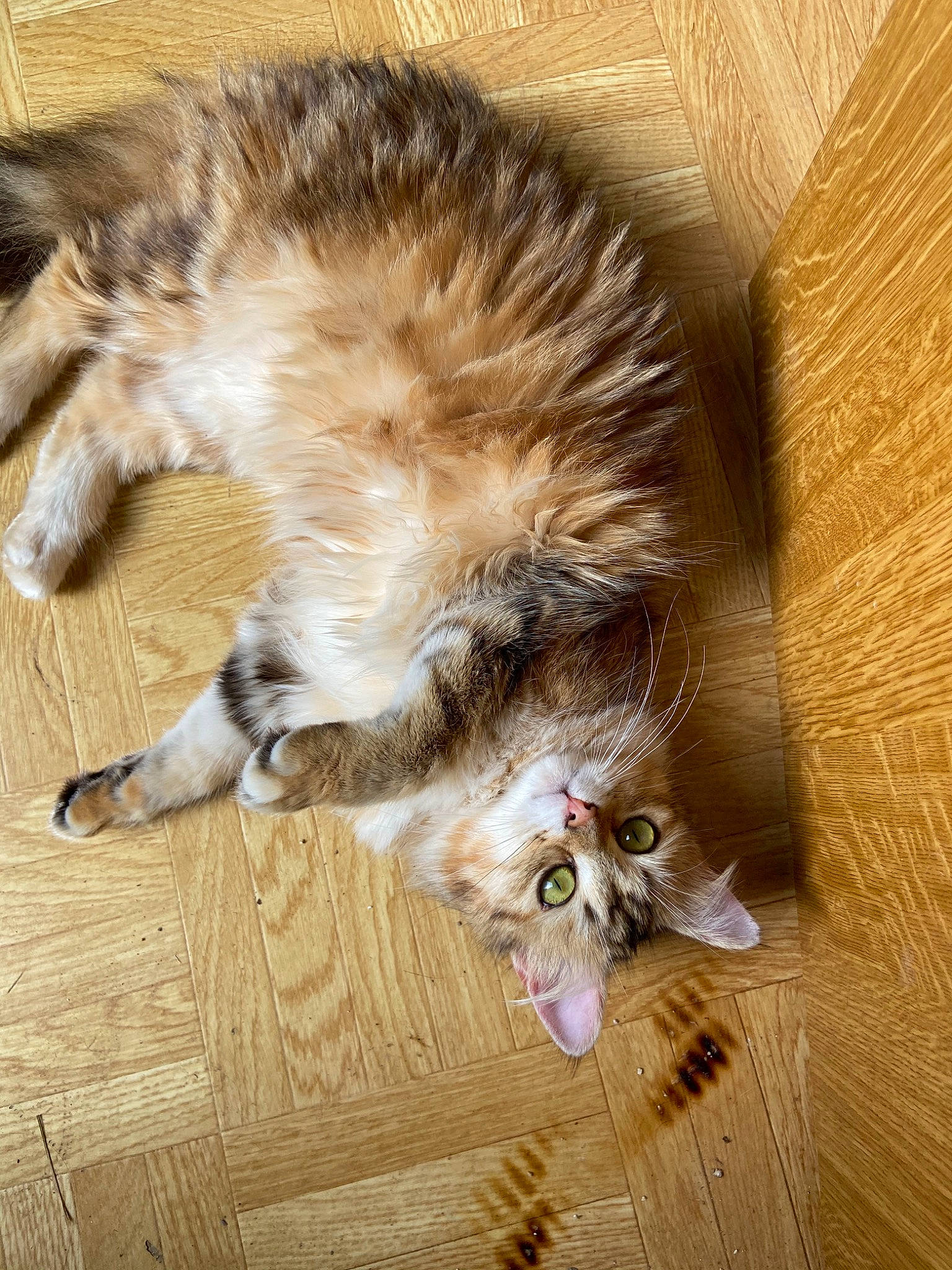 Pookie participe au concours pour gagner de l'argent avec cette photo : american_curl, carnivore, cat, claw, domestic_long_haired_cat, european_shorthair, felidae, fur, kitten, kurilian_bobtail, maine_coon, mammal, norwegian_forest_cat, ragamuffin, siberian, small_to_medium_sized_cats, tabby_cat, tail, whiskers, wood