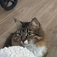 Mp joined the competition — help win amazing prizes! cat, tabby_cat, fluffy, green_eyes, whiskers, ears, blanket, cozy, wooden_floor, indoor, pet, curious, close_up, fur, animal, domestic_animal, resting, looking, soft_texture, wheel