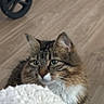 cat, tabby_cat, fluffy, green_eyes, whiskers, ears, blanket, cozy, wooden_floor, indoor, pet, curious, close_up, fur, animal, domestic_animal, resting, looking, soft_texture, wheel
