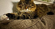 Mp is registered to the contest to win money with this photo: cat, tabby, sleeping, cozy, couch, indoor, furniture, paw, fur, whiskers, relaxed, pet, animal, resting, home, window, curtains, brown, texture, closeup