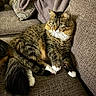 cat, tabby, fluffy, white_paws, couch, sofa, pillow, blanket, indoor, pet, animal, feline, relaxed, alert, fur, whiskers, home, comfortable, resting, domestic
