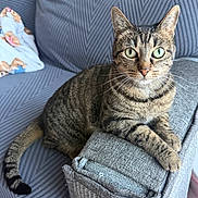 Belle joined the competition — help win amazing prizes! cat, tabby_cat, pet, animal, indoor, couch, gray_couch, blanket, striped, fur, whiskers, ears, tail, paw, looking, relaxed, home, feline, closeup, portrait