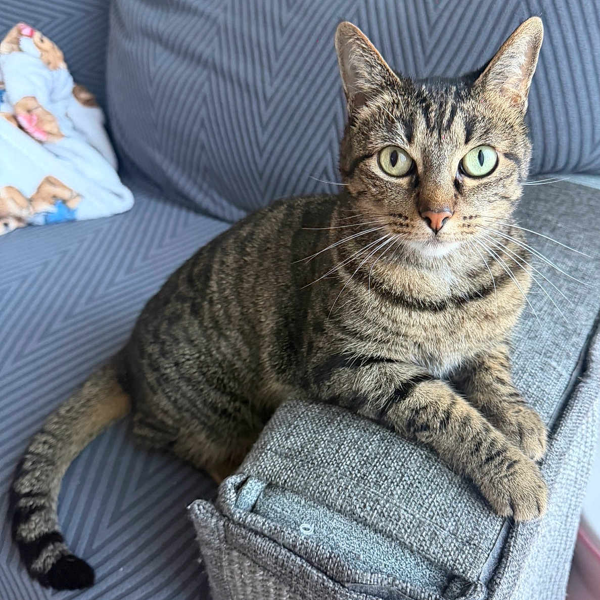 Belle