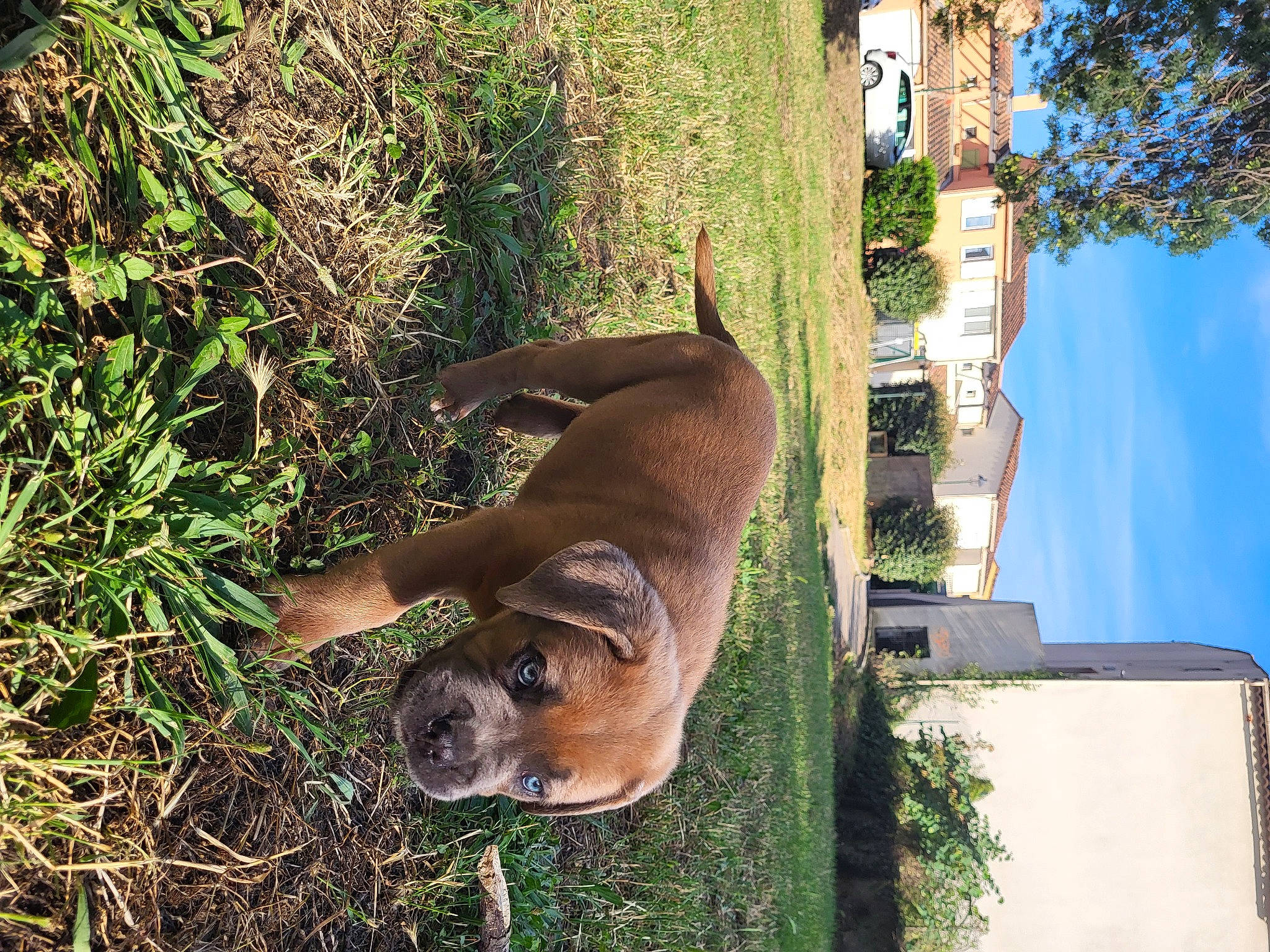 Snow a rejoint le concours — aidez-le/la à gagner de superbes lots ! building, canidae, carnivore, collar, companion_dog, dog, dog_breed, fawn, grass, guard_dog, pet_supply, plant, sky, snout, sporting_group, tail, terrestrial_animal, tree, working_animal, working_dog