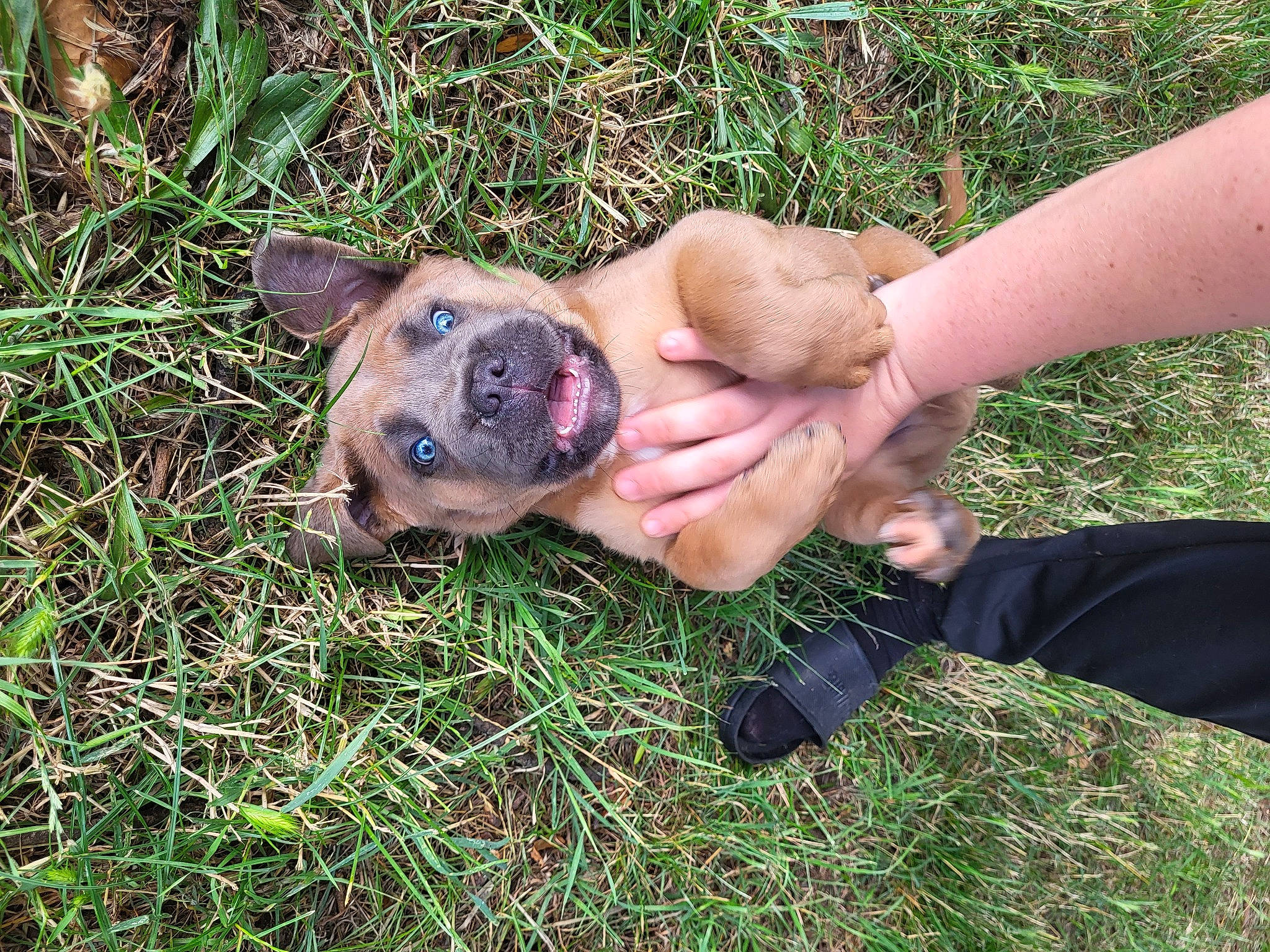 Snow participe au concours pour gagner de l'argent avec cette photo : carnivore, companion_dog, dog, dog_breed, fawn, gesture, grass, grassland, groundcover, guard_dog, non_sporting_group, people_in_nature, plant, soil, terrestrial_animal, thumb, working_animal, working_dog, wrist