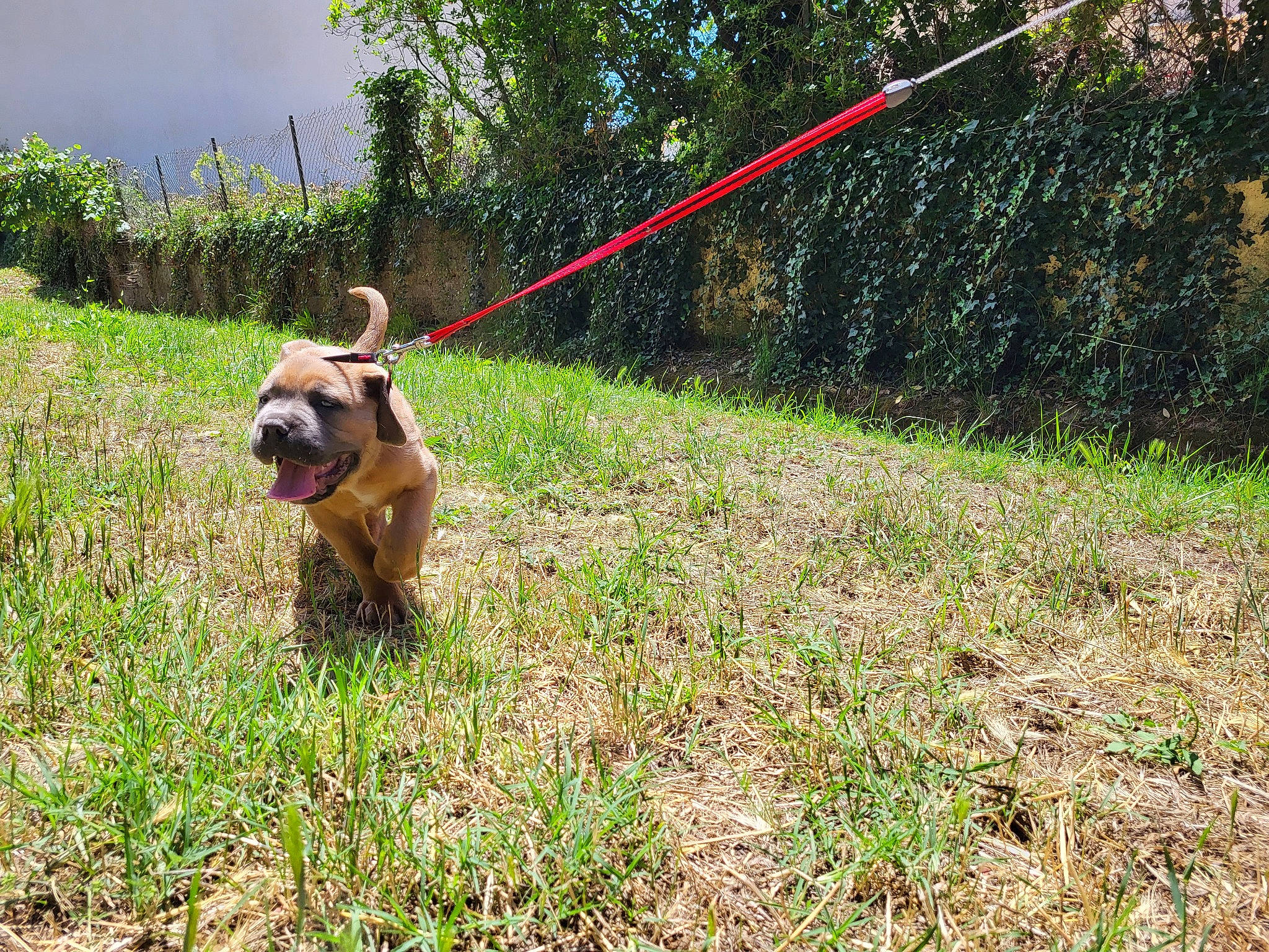 Snow participe au concours pour gagner de l'argent avec cette photo : agriculture, canidae, carnivore, companion_dog, dog, dog_breed, fawn, field, garden_hose, grass, grassland, groundcover, leash, pasture, plant, sky, sporting_group, terrestrial_animal, tree, working_animal