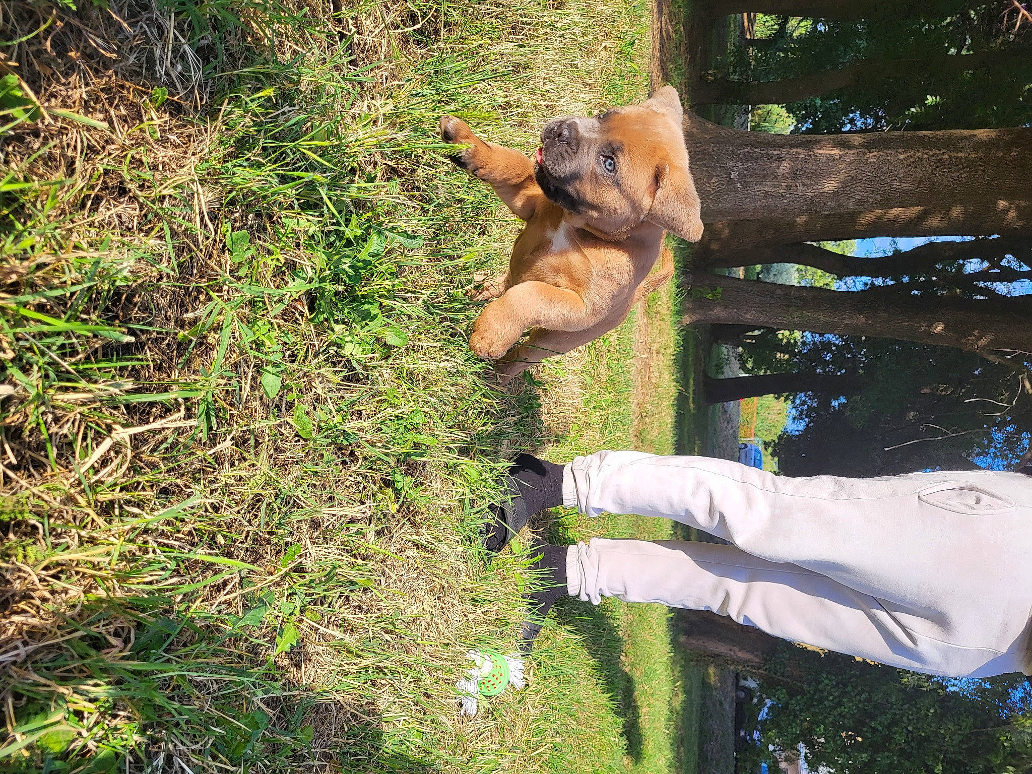Snow participe au concours pour gagner de l'argent avec cette photo : carnivore, companion_dog, dog, dog_breed, fawn, felidae, grass, groundcover, lion, people_in_nature, plant, tail, terrestrial_animal, toy, tree, trunk, water, wildlife, wood, working_animal