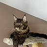cat, tabby, long_hair, furry, pet, animal, portrait, whiskers, ears, paws, green_eyes, sitting, lounging, cat_tree, scratching_post, plush, indoor, home, brown_fur, relaxed
