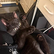 Scarfy joined the competition — help win amazing prizes! black_clothing, black_kitten, cable, cat, close_up, cozy, curious, cute, drawer, feline, furniture, home, hoodie, indoor, paw, person, pet, radiator, relaxed, young_cat