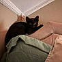 Scarfy joined the competition — help win amazing prizes! animal, black_kitten, cat, corner, couch, cozy, curious, cute, domestic, fabric, furniture, home, indoor, kitten, pet, relaxed, resting, soft_lighting, wall, young_cat