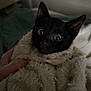animal, black_cat, blanket, cozy, cute, domestic_animal, ears, face, feline, fur, hand, indoor, kitten, mammal, pet, small, snug, wide_eyes, wrapped, young