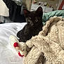 Scarfy joined the competition — help win amazing prizes! animal, bed, black_kitten, blanket, cat, comfort, cozy, curious, cute, domestic, feline, furniture, home, indoor, pet, playful, resting, soft_texture, stuffed_toy, young