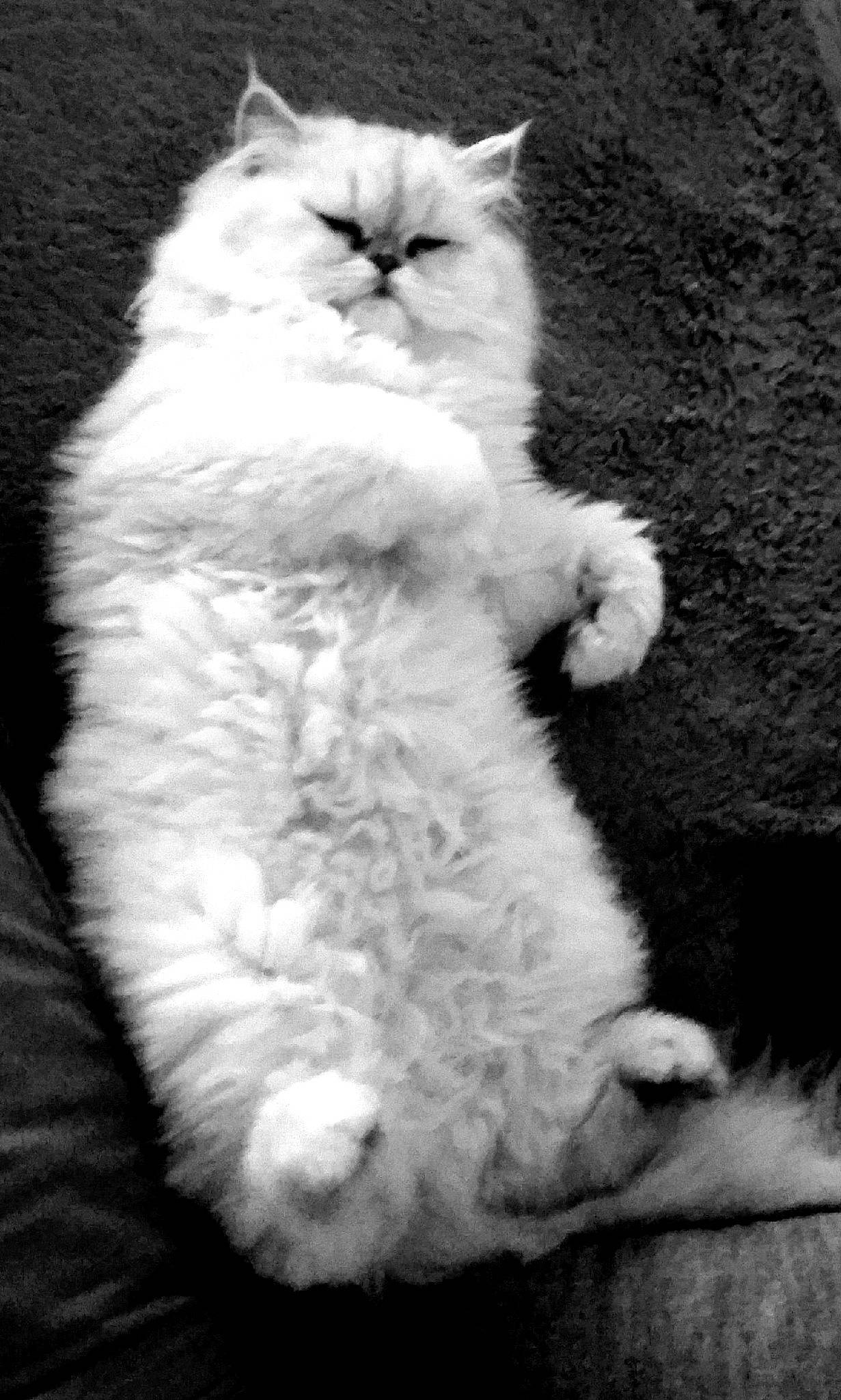 Sam a rejoint le concours — aidez-le/la à gagner de superbes lots ! asian, asian_semi_longhair, black_and_white, british_longhair, british_semi_longhair, british_shorthair, carnivore, cat, domestic_long_haired_cat, felidae, fur, kitten, mammal, monochrome, napoleon_cat, persian, selkirk_rex, small_to_medium_sized_cats, snout, whiskers