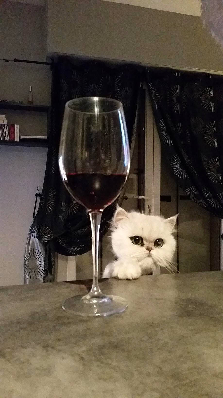 Sam participe au concours pour gagner de l'argent avec cette photo : alcohol, barware, carnivore, cat, champagne_stemware, drink, drinkware, felidae, glass, kitten, red_wine, small_to_medium_sized_cats, snifter, stemware, tableware, whiskers, wine, wine_glass