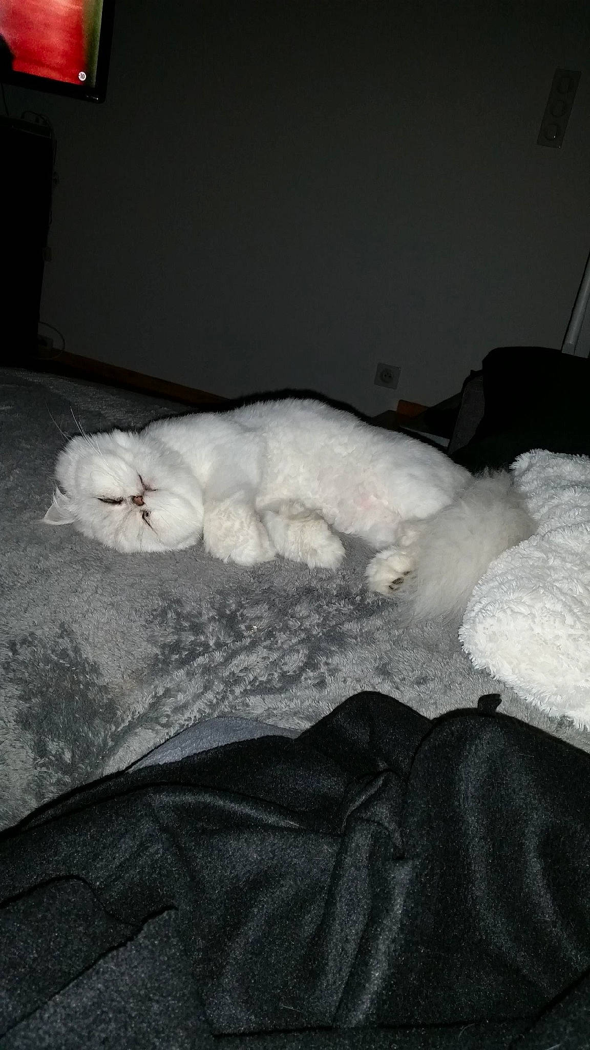 Sam participe au concours pour gagner de l'argent avec cette photo : bed, bed_sheet, bedding, blanket, cat, felidae, fur, furniture, linens, non_sporting_group, small_to_medium_sized_cats, textile, white