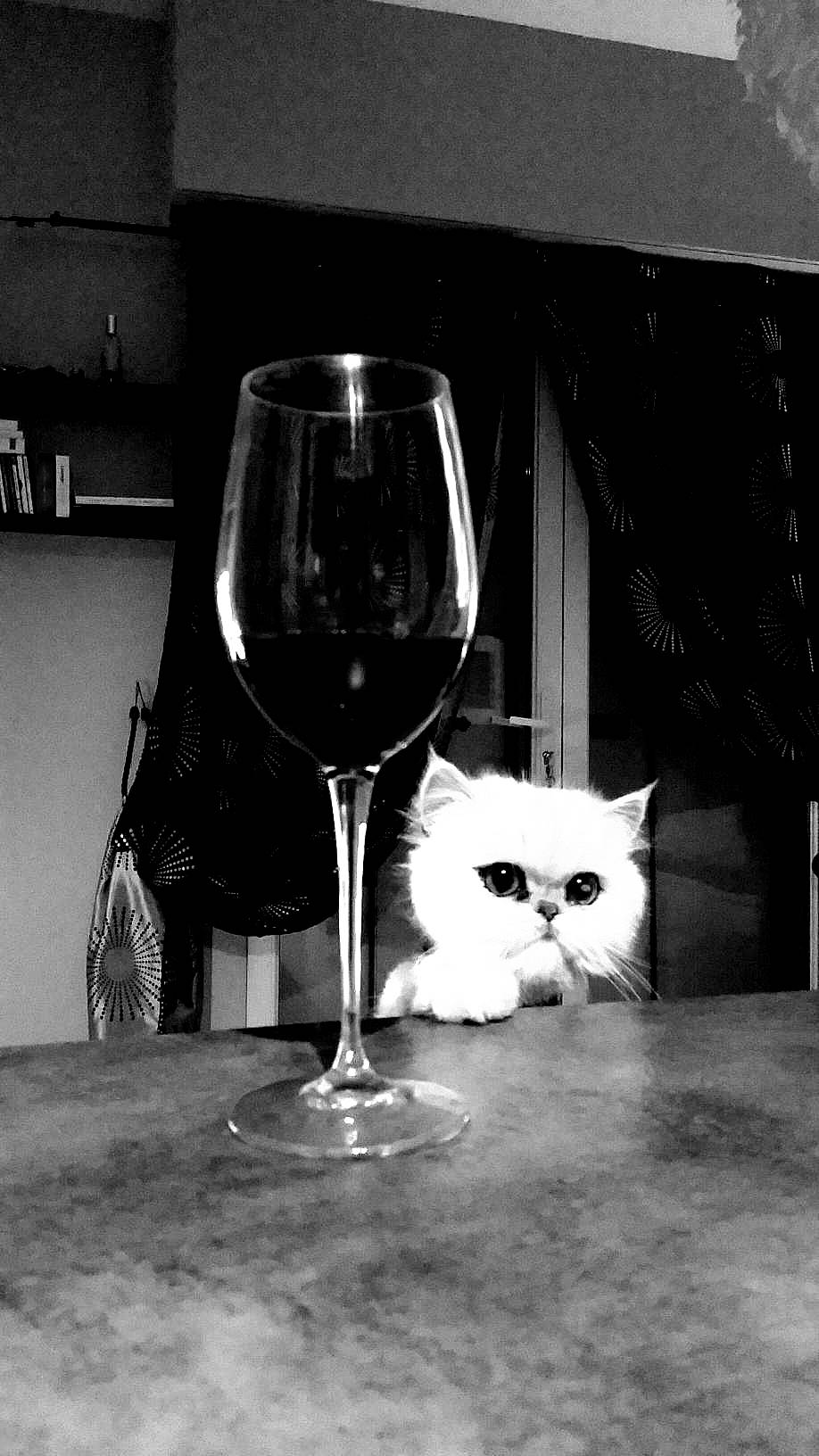 Sam participe au concours pour gagner de l'argent avec cette photo : barware, black, black_and_white, cat, champagne_stemware, drinkware, felidae, glass, monochrome_photography, photography, small_to_medium_sized_cats, snapshot, snifter, stemware, still_life_photography, tableware, whiskers, white, wine, wine_glass