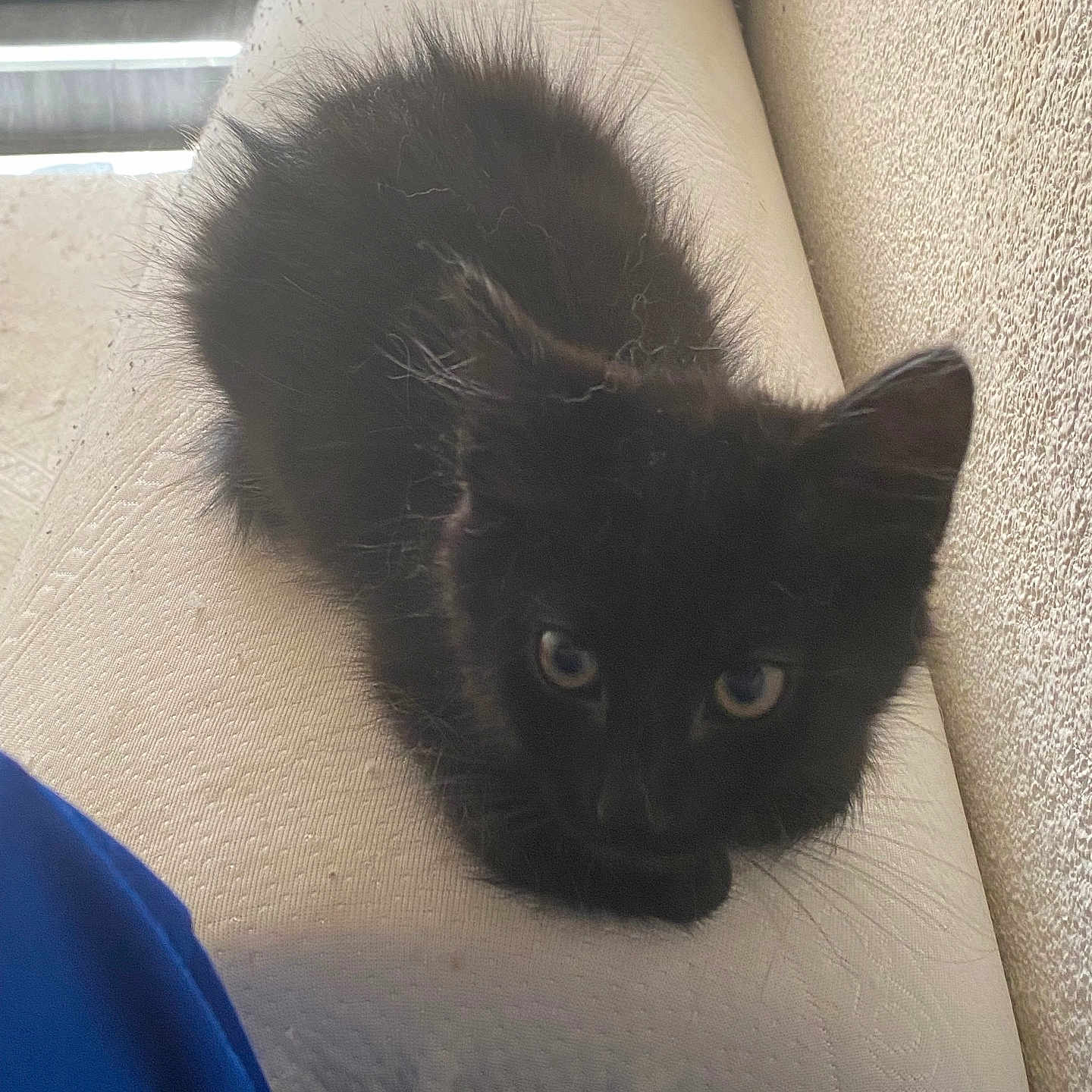 Pattes Blanches a rejoint le concours — aidez-le/la à gagner de superbes lots ! animal, black_cat, cozy, curious, cushion, cute, domestic, domestic_animal, feline, fur, indoor, kitten, looking, mammal, pet, resting, small_animal, soft, whiskers, young