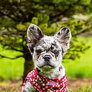 Celeste is registered to the contest to win money with this photo: animal, bandana, closeup, cute, dog, ears, fur, grass, greenery, nature, outdoor, pet, portrait, puppy, red, sitting, speckled, summer, tree, young