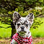 animal, bandana, closeup, cute, dog, ears, fur, grass, greenery, nature, outdoor, pet, portrait, puppy, red, sitting, speckled, summer, tree, young