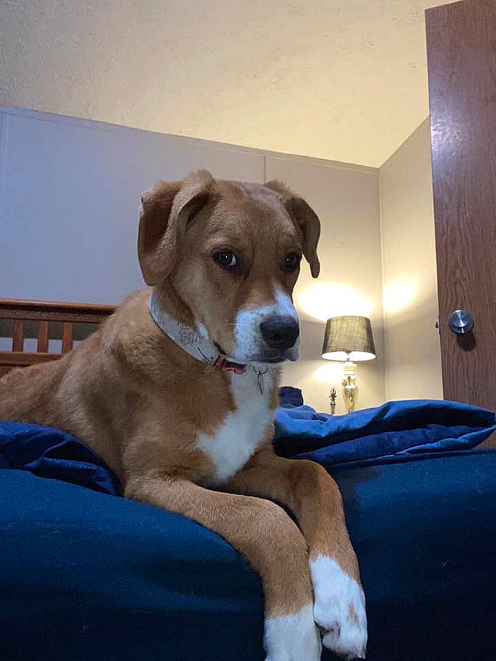 Khaleesi is registered to the contest to win money with this photo: canidae, carnivore, chair, collar, comfort, companion_dog, couch, dog, dog_breed, fawn, flooring, fur, hardwood, snout, sporting_group, whiskers, wood, working_animal, working_dog