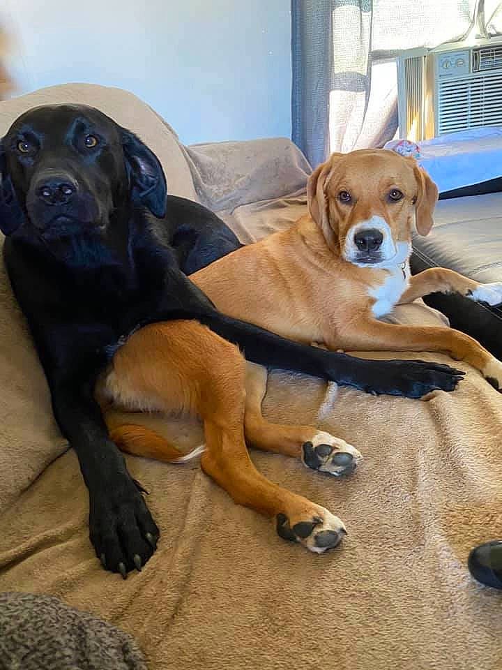 Khaleesi joined the competition — help win amazing prizes! canidae, carnivore, collar, comfort, companion_dog, dog, dog_breed, dog_collar, fawn, fur, guard_dog, hardwood, liver, snout, sporting_group, tail, terrestrial_animal, wood, working_animal, working_dog