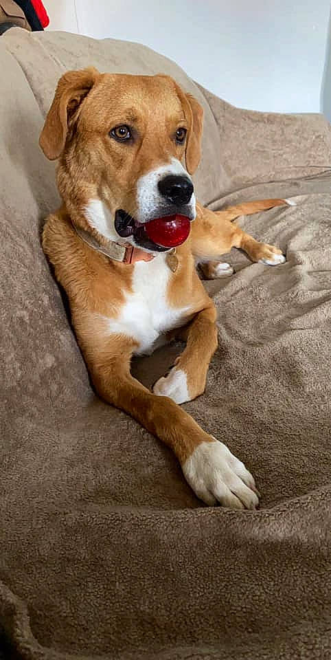 Khaleesi is registered to the contest to win money with this photo: canidae, carnivore, collar, comfort, companion_dog, dog, dog_breed, dog_collar, fawn, fur, paw, pet_supply, pillow, snout, sporting_group, tail, whiskers, wood, working_animal, working_dog