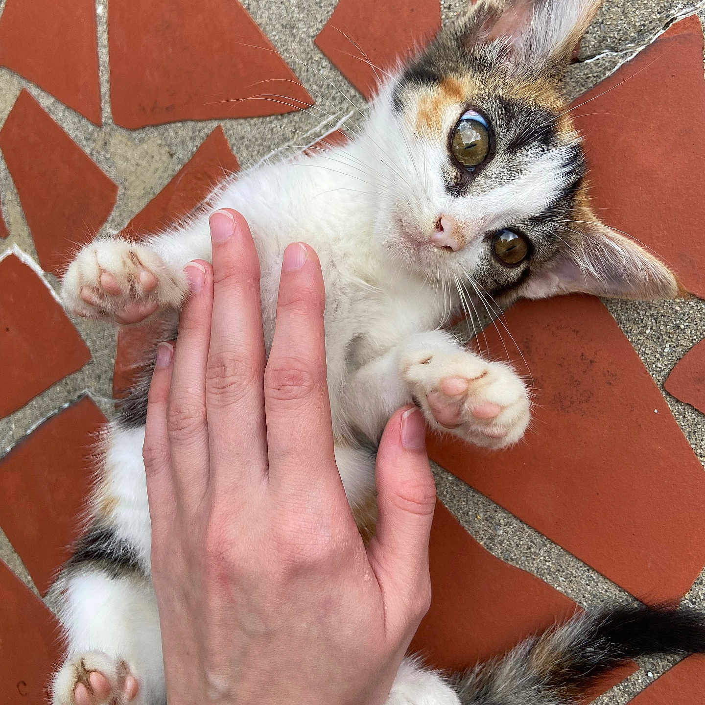 Little Baby joined the competition — help win amazing prizes! abyssinian, accessories, animal, bodypart, brick, cat, face, finger, flagstone, hand, head, kitten, manx, path, person, pet, photography, portrait, tile, walkway