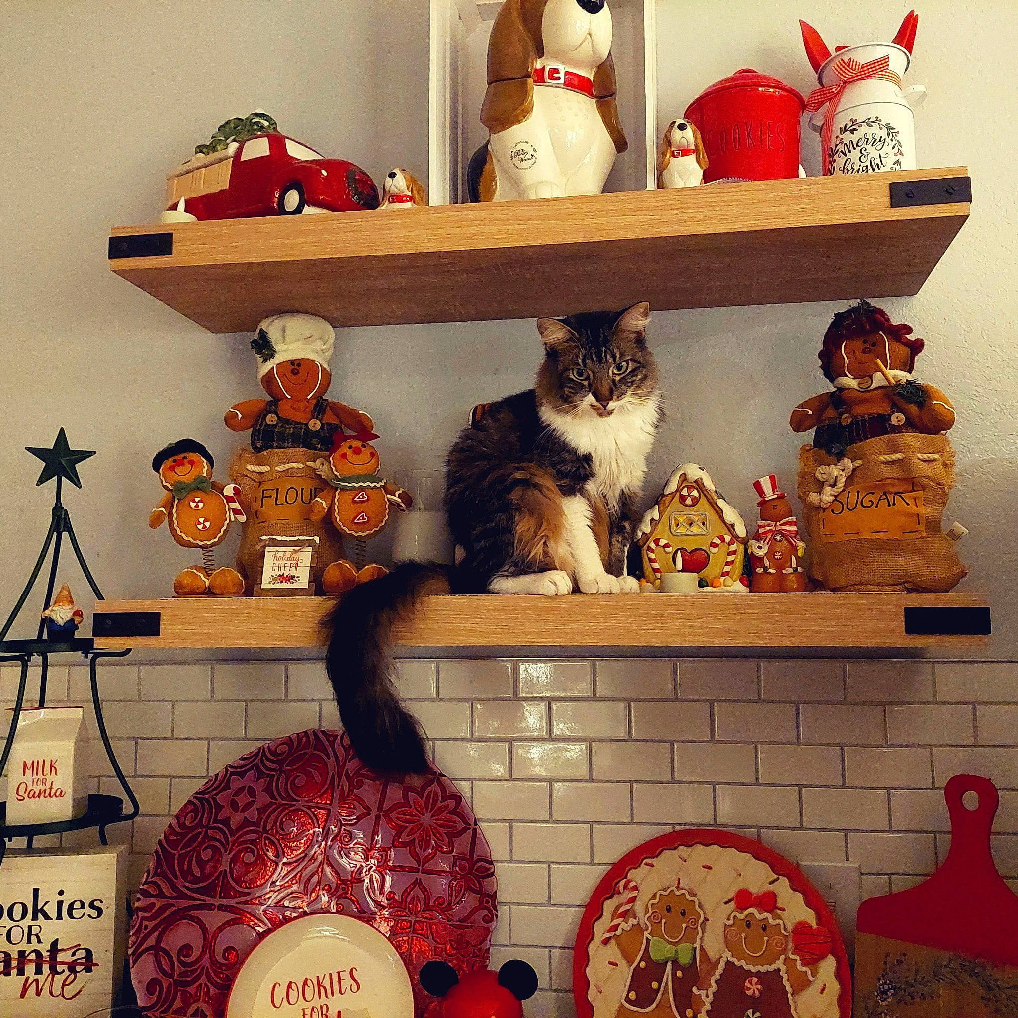 Allie joined the competition — help win amazing prizes! carmine, carnivore, cat, christmas_decoration, decoration, design, event, felidae, interior_design, living_room, mammal, orange, ornament, red, room, shelf, shelving, small_to_medium_sized_cats, textile, toy