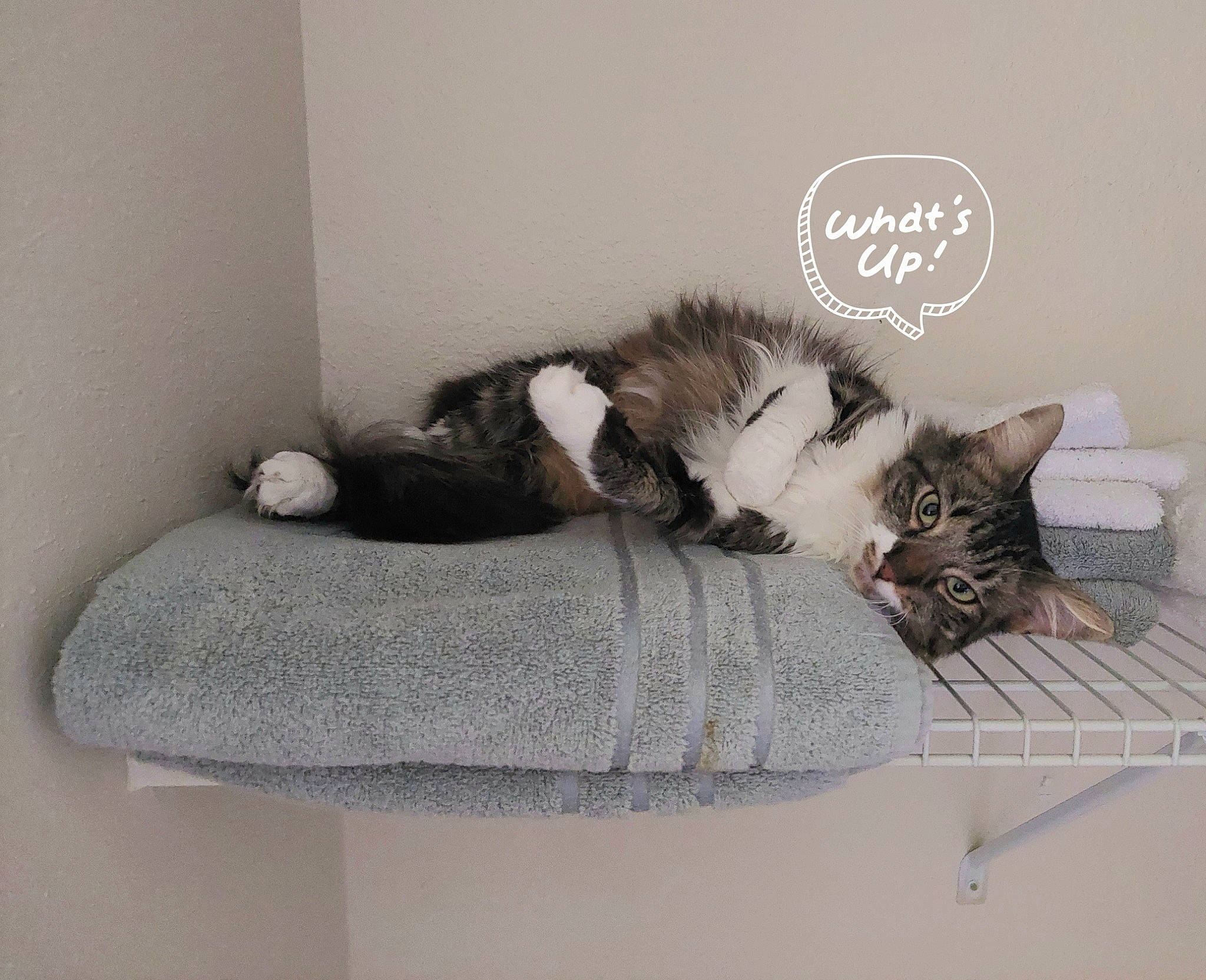 Allie joined the competition — help win amazing prizes! carnivore, cat, comfort, couch, domestic_short_haired_cat, felidae, fur, grey, hardwood, house, linens, nap, paw, photo_caption, room, sitting, small_to_medium_sized_cats, tail, whiskers, window