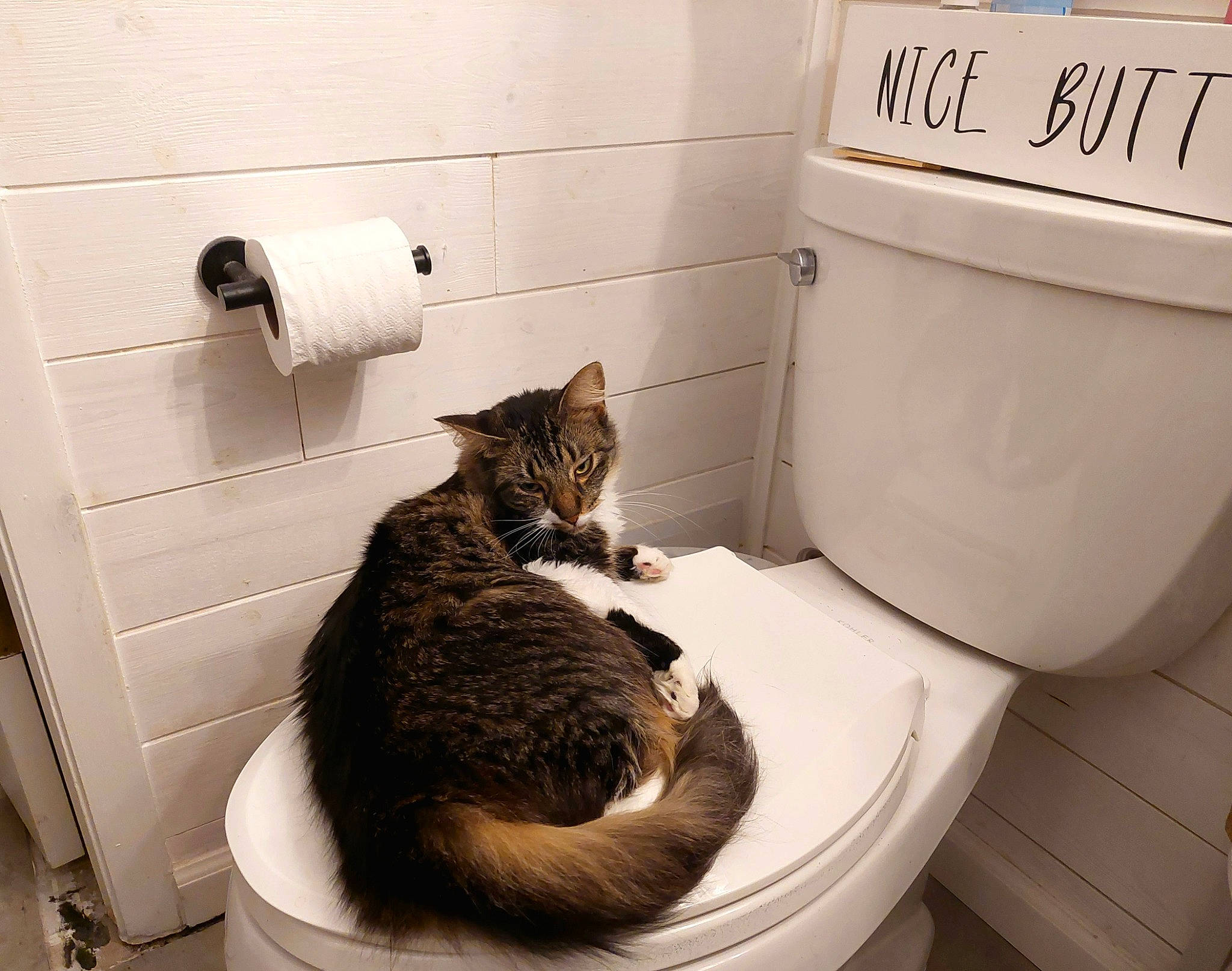 Allie is registered to the contest to win money with this photo: bathroom, bathroom_accessory, carnivore, cat, comfort, felidae, fur, gas, household_supply, paper, paper_product, paper_towel, pet_supply, plumbing, plumbing_fixture, small_to_medium_sized_cats, toilet, toilet_paper, toilet_roll_holder, whiskers