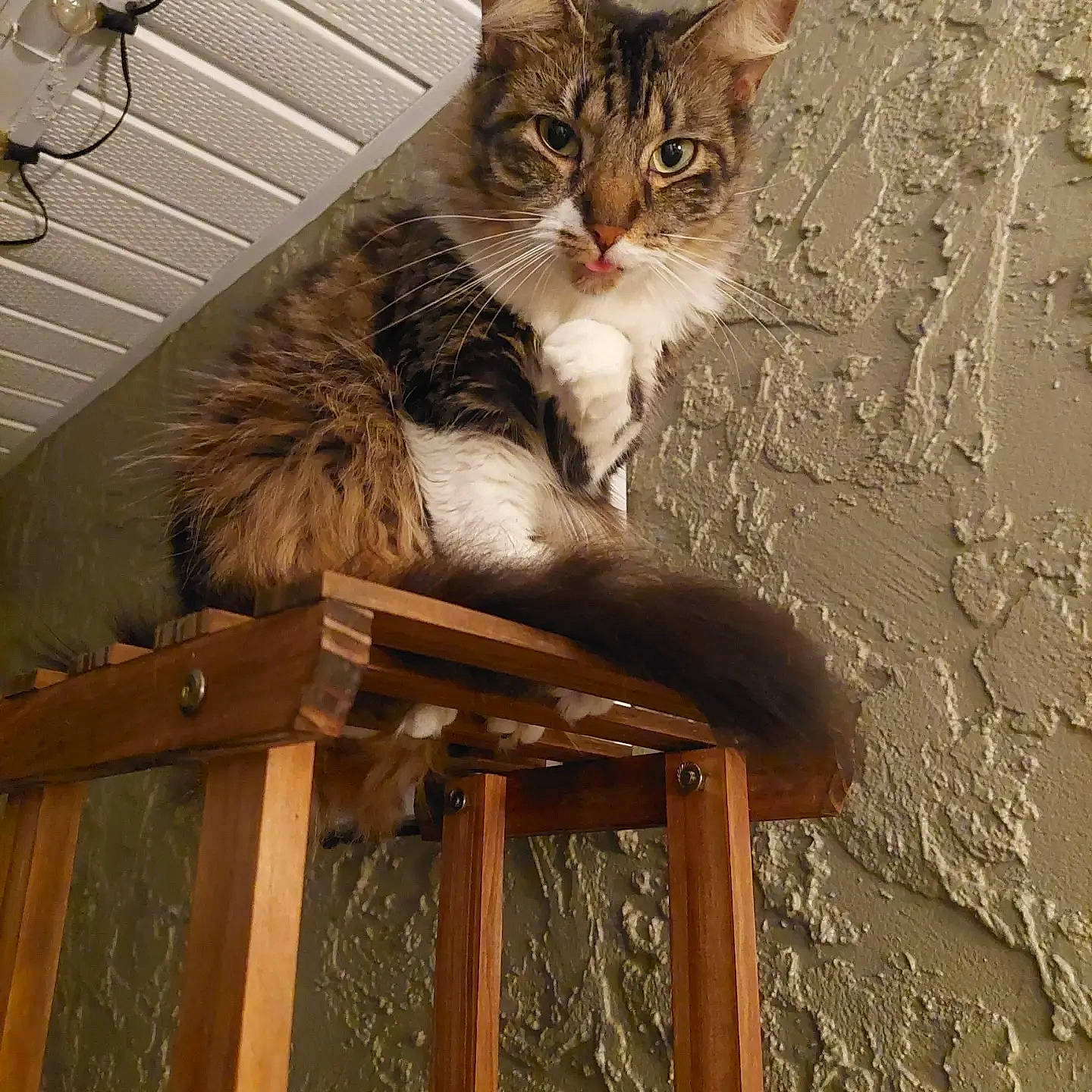 Allie is registered to the contest to win money with this photo: art, carnivore, cat, claw, domestic_short_haired_cat, felidae, fur, hardwood, paw, small_to_medium_sized_cats, snout, tail, terrestrial_animal, whiskers, wood