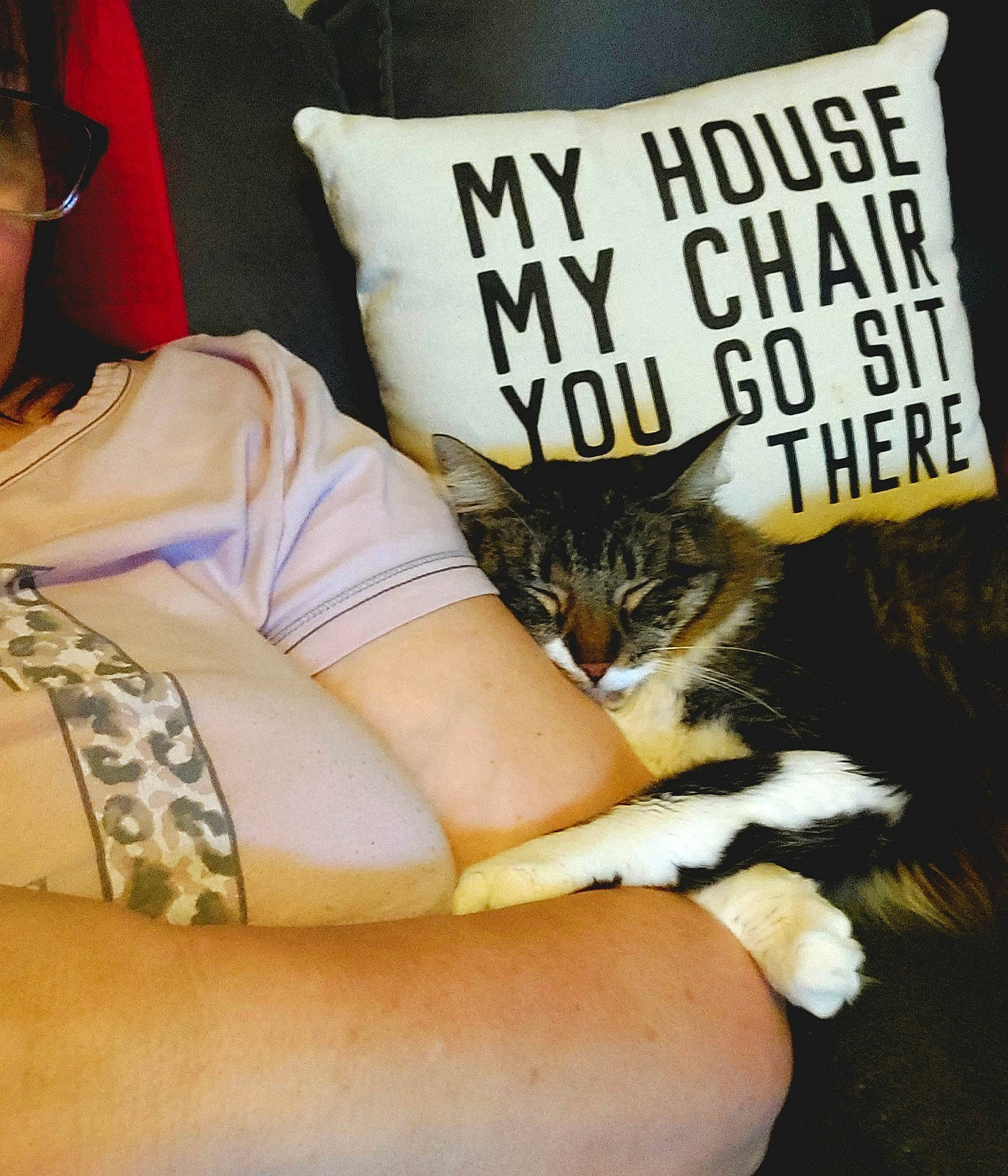 Allie is registered to the contest to win money with this photo: carnivore, cat, comfort, domestic_short_haired_cat, eyewear, felidae, font, fur, human_leg, knee, lap, linens, paw, publication, sleeve, small_to_medium_sized_cats, sunglasses, tail, thigh, whiskers