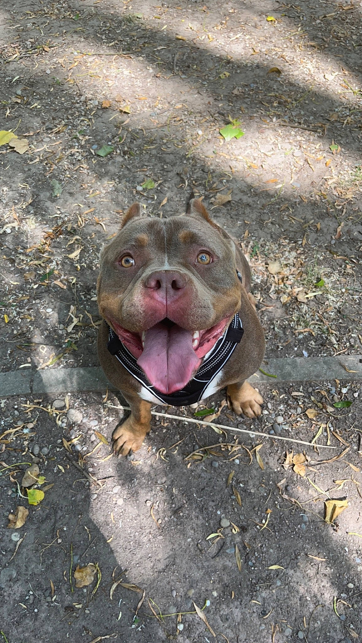 Arya participe au concours pour gagner de l'argent avec cette photo : asphalt, canidae, carnivore, companion_dog, dog, dog_breed, fawn, grass, liver, road_surface, sidewalk, snout, soil, sporting_group, tar, terrestrial_animal, whiskers, working_animal, wrinkle, yawn