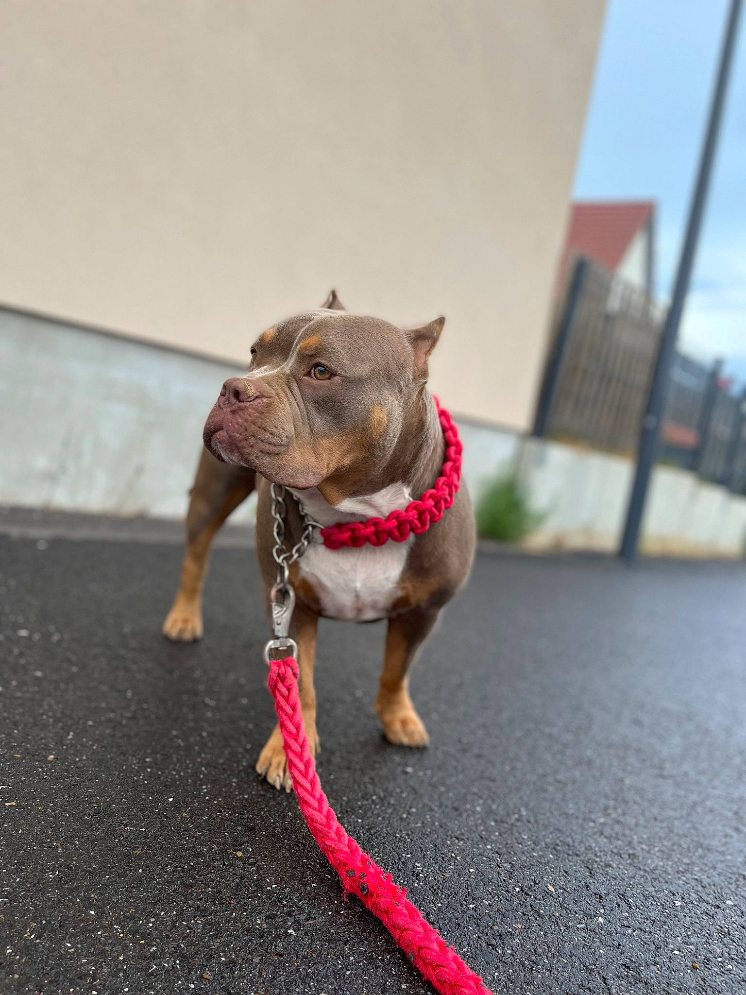 Arya participe au concours pour gagner de l'argent avec cette photo : asphalt, carnivore, collar, companion_dog, dog, dog_breed, dog_clothes, dog_collar, dog_supply, fawn, leash, liver, pet_supply, road, road_surface, sky, snout, sporting_group, working_animal, wrinkle